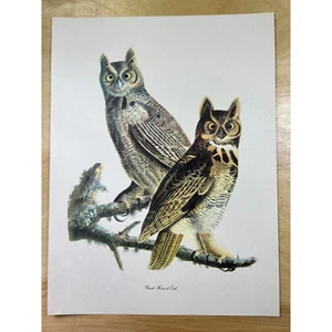 Audubon Birds of America Great Horned Owl Original Print Vtg 1950 Peterson 9x12 - Picture 1 of 6