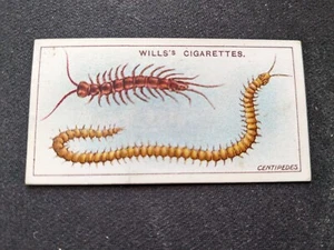 1914 Will's Garden Life Card # 26 Centipedes (VG/EX) - Picture 1 of 3