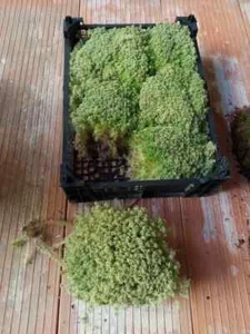 Musgo Spagnum sphagnum vivo para orquidea 1 PORCION sfagnum decoración, terrario - Foto 1 di 1