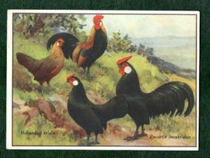 Chicken poultry cockerel hen Advertising Trade card #431 - Picture 1 of 2