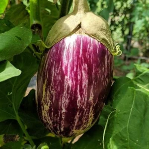 Listada De Gandia Eggplant - 50 Seeds - Picture 1 of 1
