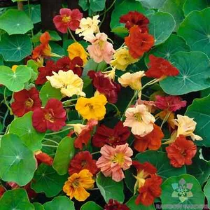 50+ Double Gleam Mix Nasturtium Seeds for Garden Planting - USA - FAST SHIPPING! - Picture 1 of 1