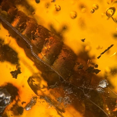 SPIRAL SNAIL in Burmese / Burmite amber fossil / 100% genuine amber  - Image 1 of 4