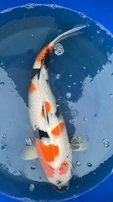koi live fish showa (Dianichi) - 26” Female Certified - Image 1 of 4