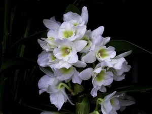 (230 a11)Den.Spring Dream Apollon FS Fragrant - Picture 1 of 5