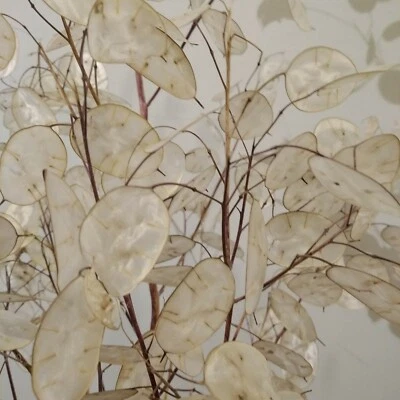 SEED- (20) Silver Dollar , Lunaria, Money Plant, Honesty Plant-Grow Your Own - Image 1 of 4