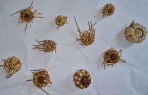 Piccolo riccio arancione di acque profonde con famiglia spinosa di Echinoidea 10 in totale - Foto 1 di 3
