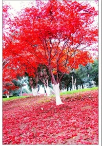 30 Japanese Maple Bonsai Seeds | Grow Your Own Bonsai Tree | Ideal Beginner Gift - Picture 1 of 10