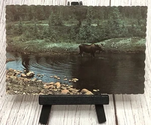 Postcard Bull Moose Quietly Feeding In Placid Private Pool - Picture 1 of 4
