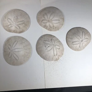 Sand Dollar Shell Lot Of 5 Pacific Ocean Coast Seashell 3 To 3 3/4” Diameter - Picture 1 of 4