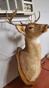 Big Whitetail Deer Shoulder Mount Taxidermy Antler Buck GameRoom Decoration NICE - Picture 1 of 19