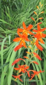 50+ Baby Orange Montbretia Crocosmia Corms - Picture 1 of 5