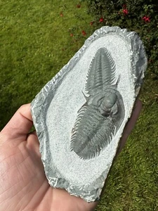 Bonito Doble Fósil Trilobite Longianda terminerai Cámbrico Marruecos - Imagen 1 de 15