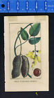 Dolic à gousses ridées ( Cowpea) - Descourtilz Flore Medicale des Antilles -1833