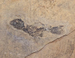 Fisch, Legnonotus sp., Trias, Nor, Bergamo, Italien -L510 - Picture 1 of 3