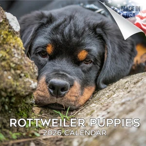 ROTTWEILER Puppies Wall Calendar 2026 Animal DOG PET Lover Gift Puppy - Picture 1 of 2