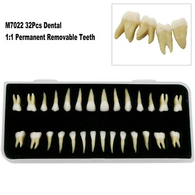 32Pcs Dental 1:1 Permanent Teeth Demonstration Teach Study Model Tooth M7022 - Image 1 of 4