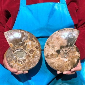 2pieces 4.64LB Rare Polishing Natural Conch fossil Specimens from Madagascar 391 - Picture 1 of 14