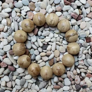 Bonita pulsera de madera de agar Papúa Aquilaria de 19 mm 11 gramos madera de aloe 13 cuentas #50 - Imagen 1 de 5