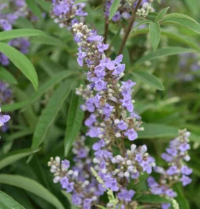 Mönchspfeffer Blue Diddley® 40-60cm - Vitex agnus castus - Bild 1 von 1