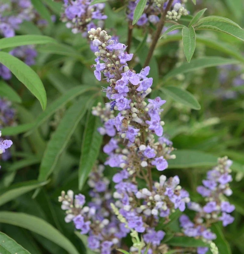 Mönchspfeffer Blue Diddley® 40-60cm - Vitex agnus castus - Bild 1 von 1