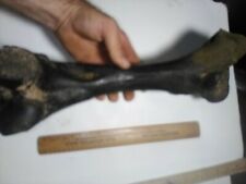Prehistoric Bison Buffalo Leg Bone Large Fossil Arkansas River Oklahoma.