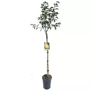 Alberi da frutto Pere Pera Albero da frutti - Foto 1 di 1