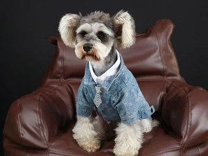 Luxury Dog Jean Jacket – Fashionable Designer Pet Clothes - Picture 1 of 7