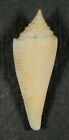 Conus Pseudorbignyi 37.01Mm Beautiful Rare Specimen Off Da Nang, Vietnam