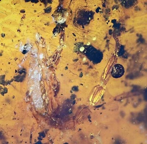 Rare Scorpion, Fossil inclusion in Burmese Amber - Picture 1 of 3