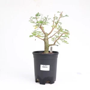 Maceta 16 cm Rara planta suculenta viva Operculicarya borealis decoración aleatoria boutique - Imagen 1 de 5