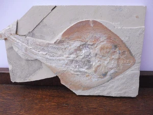 Rhinobatos (Guitar Fish), Very Large Size (43 cm) - Lebanon - Cretaceous Period - Picture 1 of 11