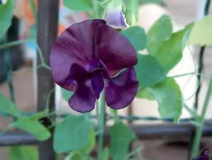 20 Royal MAROON SWEET PEA Lathyrus Odoratus Vine Dark Red Fragrant Flower Seeds - Picture 1 of 3