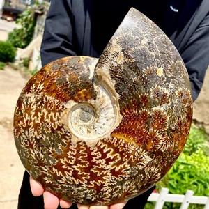4,2 Pfund seltene natürliche polierte natürliche Muschel fossile Exemplare Madagaskars - Bild 1 von 23