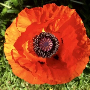 500 Samen roter türkischer Riesenmohn Mohn Papaver orientale winterharte Staude - Bild 1 von 3