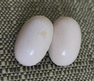 Vintage Unsigned Soft White/Cream Oval Clip On Earrings, Classic Retro Jewelry - Picture 1 of 7