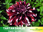 40+ Seeds|  Tartan Dahlia Perennial Seeds  #D050