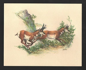 *De colección* Antílope Frederick Sweney Wildlife Años 70 Estampado en Reproducción - Imagen 1 de 3