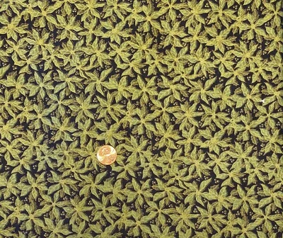 3.25 yds. Green w/ Gold Classic Quilters Christmas Cotton Fabric by Fabri-Quilt - Image 1 of 2