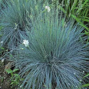 Blue Fescue 'Elijah Blue' Ornamental Grass - Live Starter Plant- FREE SHIPPING!! - Picture 1 of 4
