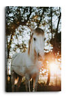 Majestic White Horse Glowing Sun Canvas Print Wall Art Picture Home Decoration