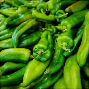 CHILLI Anaheim 10 seeds OPEN-POLLINATED vegetable garden SUMMER mild HEIRLOOM - Picture 1 of 1