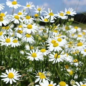 Chamomile Seeds, German Heirloom, Non-GMO, Herbal, Easy to Grow, Free Shipping - Picture 1 of 3