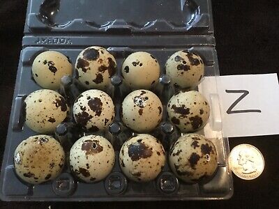 12 Blown Out Real Natural Color Coturnix Quail Eggs One Hole Easter Crafts Lot Z • 18.98€