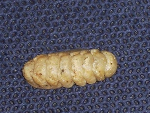 LEPIDOPLEURUS CAJETANUS MONSTER - Imagen 1 de 2