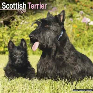 Calendrier 2025 - SCOTTISH - Foto 1 di 2