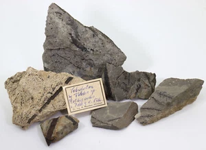 Pflanzen-Sammlung, Konifere, Walchia piniformis, Perm, Idar-Oberstein, BRD -k58 - Bild 1 von 10