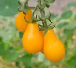 20 Graines - Tomate Cerise Poire Jaune - Ancienne - Semences Paysannes - BIO - Bild 1 von 1
