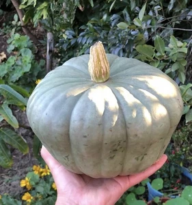 Queensland Blue Pumpkin 20 Seeds – Heirloom Australian Variety – Orange Flesh - Picture 1 of 2