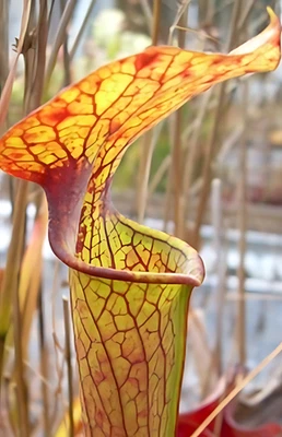 Sarracenia 'Black and Tan'  - Great Christmas Gift - Image 1 of 3